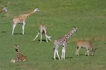 дуже