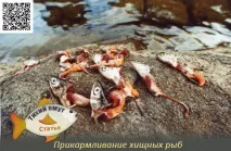 Підгодовування хижих риб - Тихий вир тихий