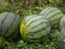 щеплення