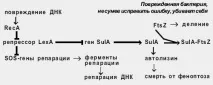 Продовження життя людини організму