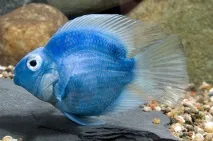 Descrierea peștelui papagal, caracteristicile păstrării într-un acvariu