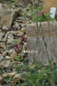 Рокарії, Все про рослини гірські