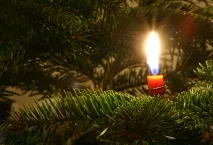 Різдвяні флористичні композиції різдвяні