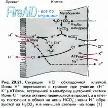 Роль соляної кислоти у травленні шлунка