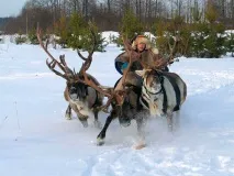 Північний олень, Тварини олень