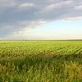 Шахи () 4 літери - пошук слів за маскою і визначенням, відповіді на сканворди слів