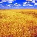 Шахи () 4 літери - пошук слів за маскою і визначенням, відповіді на сканворди слів