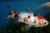 Шубункін - золота рибка зміст, сумісність, фото-відеоогляд рибка