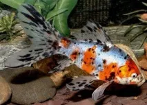 Шубункін - золота рибка зміст, сумісність, фото-відеоогляд зміст