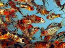 Шубункін - золота рибка зміст, сумісність, фото-відеоогляд зміст