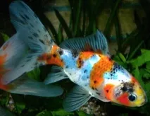 Шубункін - золота рибка зміст, сумісність, фото-відеоогляд рибка