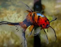 Шубункін - золота рибка зміст, сумісність, фото-відеоогляд рибка