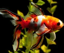 Шубункін - золота рибка зміст, сумісність, фото-відеоогляд зміст