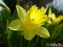 Скажи ЛЮБЛЮ - мовою квітів Різне - жіноча соціальна мережа скажи