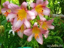 Скажи ЛЮБЛЮ - мовою квітів Різне - жіноча соціальна мережа люблю