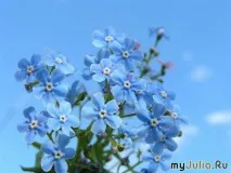 Скажи ЛЮБЛЮ - мовою квітів Різне - жіноча соціальна мережа скажи