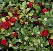 japonica