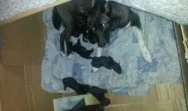 Собаки та цуценята в Іркутську. цуценята