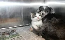 Собака ризикував життям, щоб врятувати крихітне кошеня собака