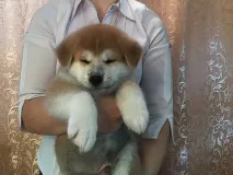 Собаки та цуценята в Іркутську. собаки