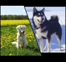 Собаки та цуценята в Іркутську. іркутську