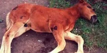Сонник лоша до чого сниться лоша уві сні Сонник