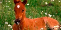 Сонник лоша до чого сниться лоша уві сні лоша