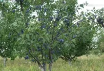 Сорт сливи Стенлі опис з фото і відео, відгуки, вирощування, догляд стенлі