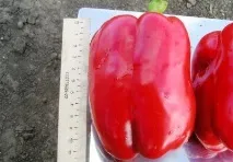 длятеплиць