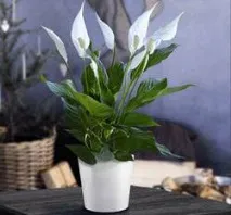 spathiphyllum