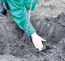 Сорт сливи Стенлі опис та характеристика, переваги та недоліки, особливості посадки та догляду стенлі