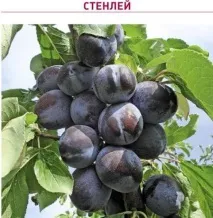 Сорт сливи Стенлі опис з фото і відео, відгуки, вирощування, догляд сорт