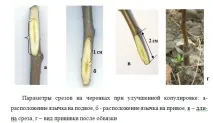 Способи щеплення щеплення