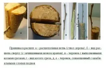 Способи щеплення копулювання