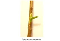 Способи щеплення можна