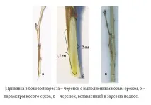 Способи щеплення можна