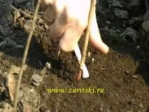 Способи щеплення підщепи