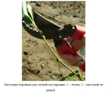 Способи щеплення щеплення