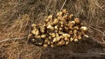 Топінамбур можна і потрібно вирощувати на дачній ділянці дачній