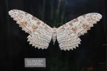 Тизання агрипіну (Thysania agrippina) – найбільший метелик у світі thysania
