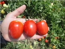 agro-imperial