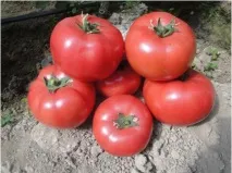 agro-imperial