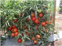 agro-imperial