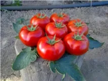 томат