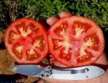 Ofri tomate F1 - Seminte inteligente