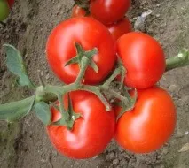 agro-imperial
