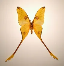 Тизання агрипіну (Thysania agrippina) – найбільший метелик у світі агрипіну