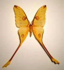 Тизання агрипіну (Thysania agrippina) – найбільший метелик у світі thysania