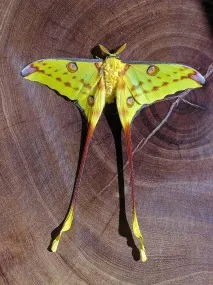 Тизання агрипіну (Thysania agrippina) – найбільший метелик у світі thysania