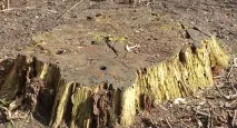 Видалення пнів які є способи способи